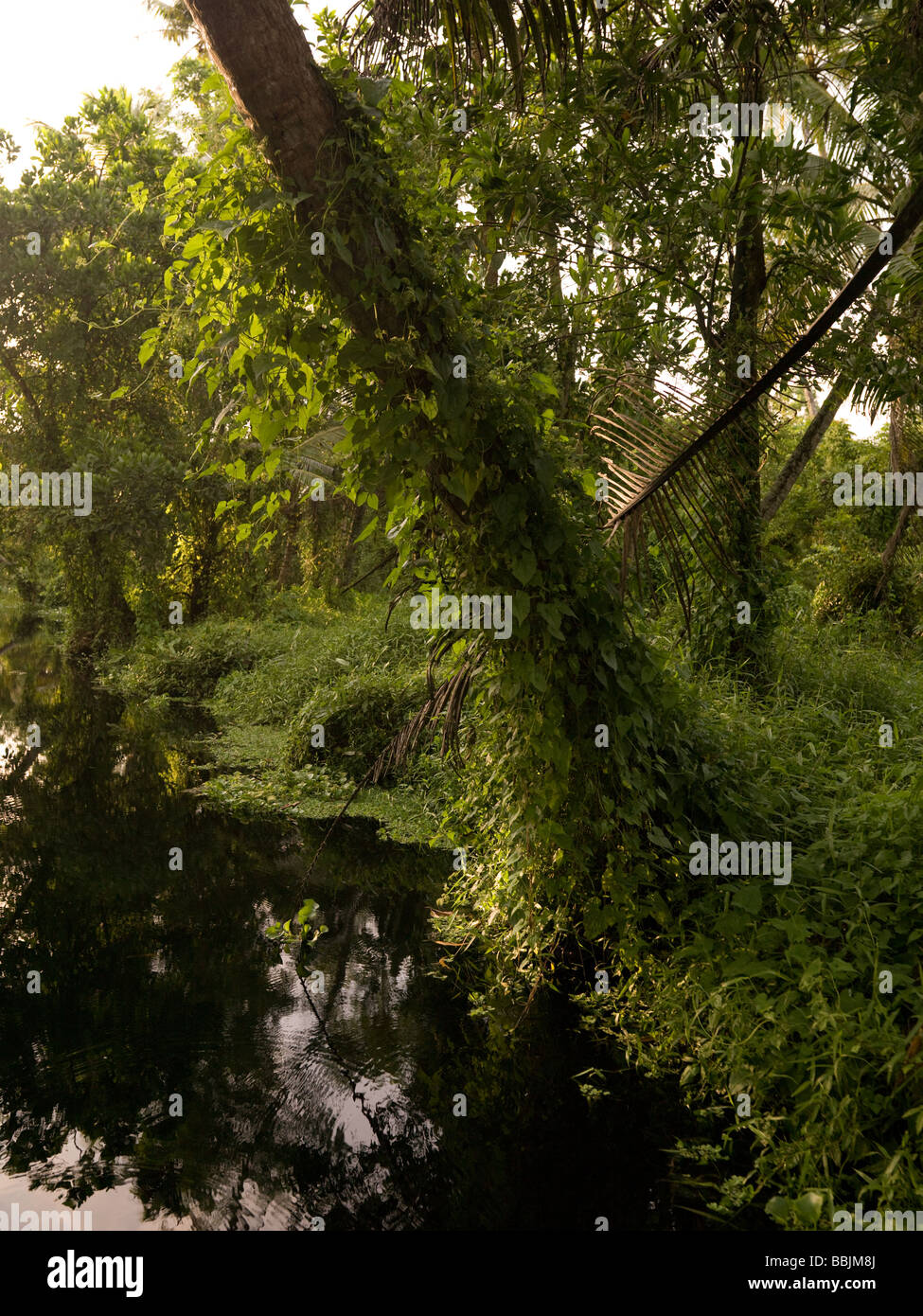 Kerala Backwater, India Stock Photo - Alamy