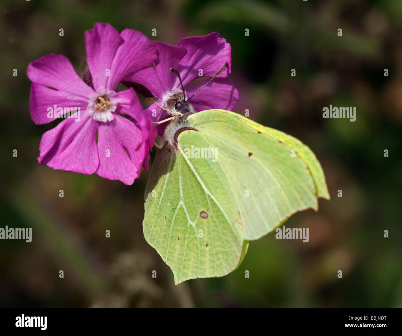 Female Brimstone Butterfly (gonepteryx rhamni) on Erysimum Flower, UK Stock Photo
