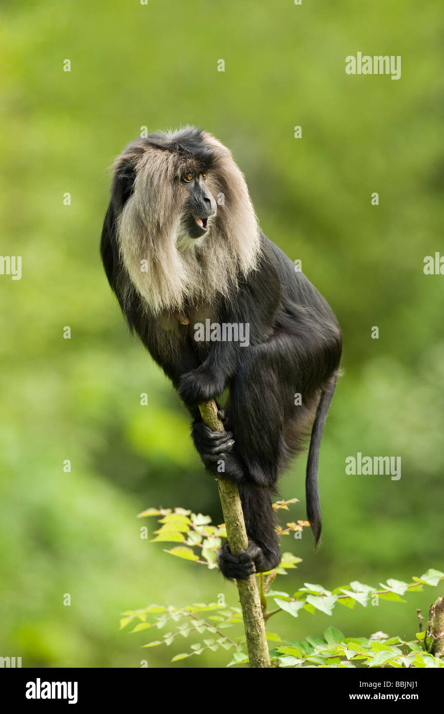Lion-tailed macaque (Macaca silenus). India. Captive Apenheul, Netherlands Stock Photo