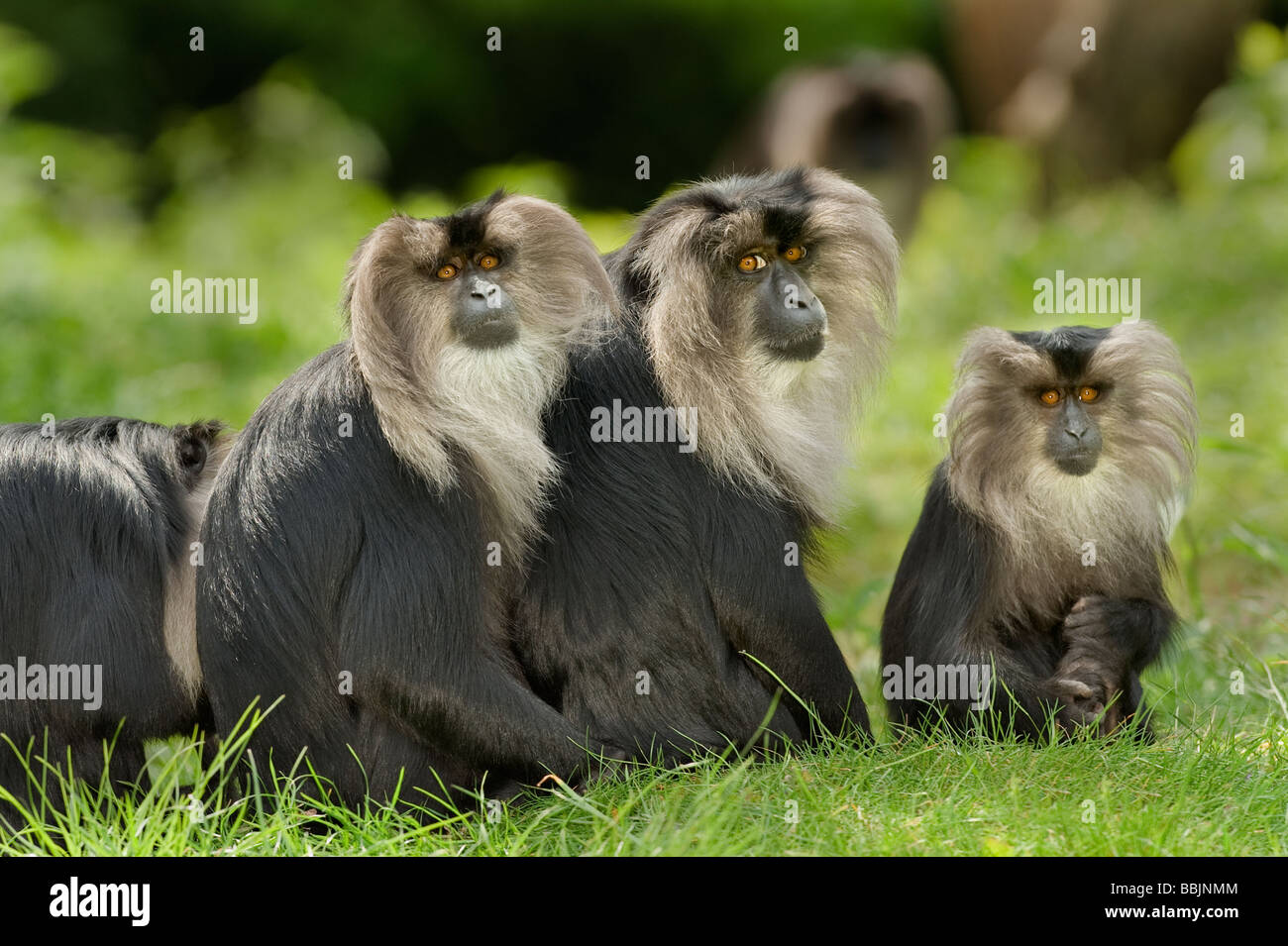 Lion-tailed macaque Macaca silenus India. Captive Stock Photo