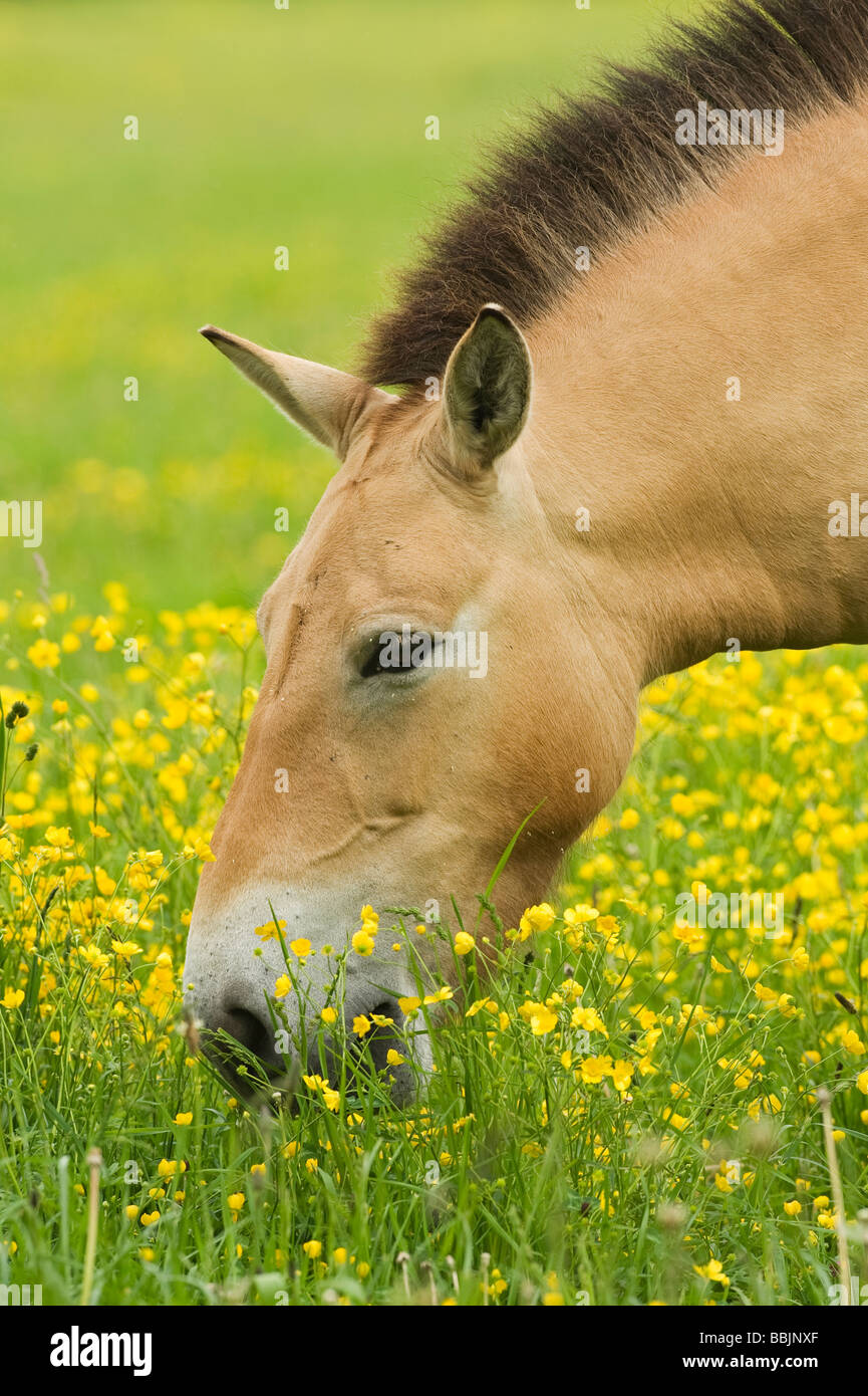 Przewalski's Horse (Equus przewalskii) Stock Photo