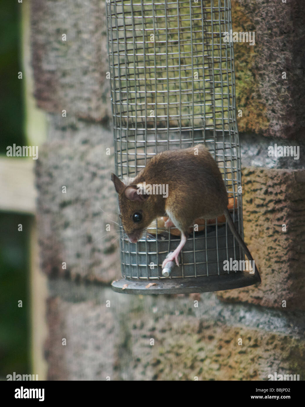A Field Mouse eating peanuts from a garden bird feeder Stock Photo Alamy