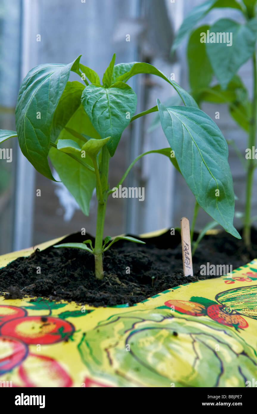 Pepper plants growing in growbag in greenhouse Stock Photo