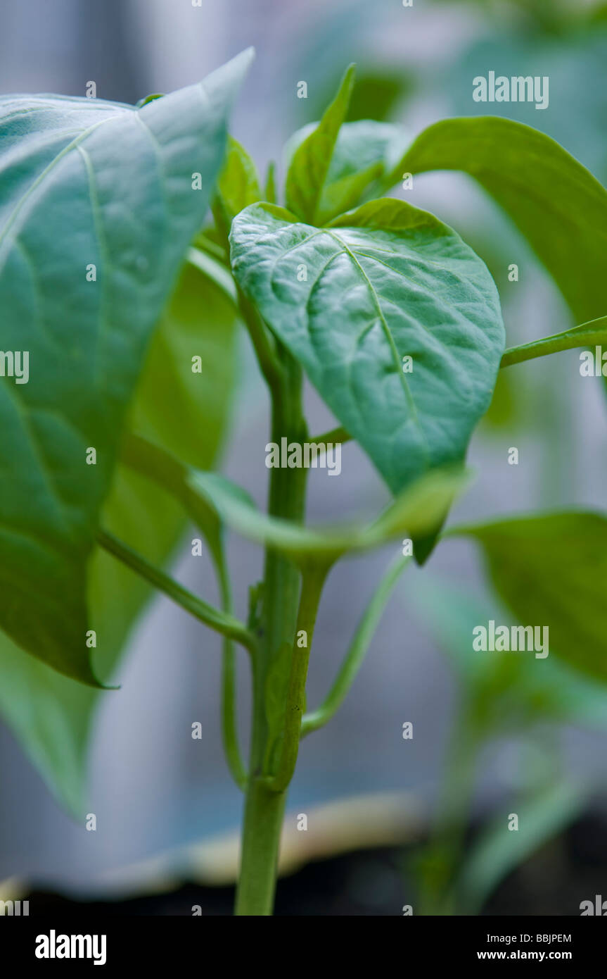 Pepper plants growing in growbag in greenhouse Stock Photo