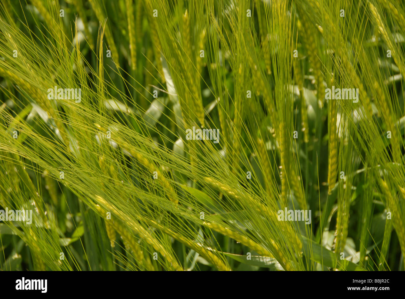 Barley/wheat at the 2009 Yatesbury Dragonfly Crop Circle, Nr Avebury/Silbury Hill, Wiltshire UK Stock Photo