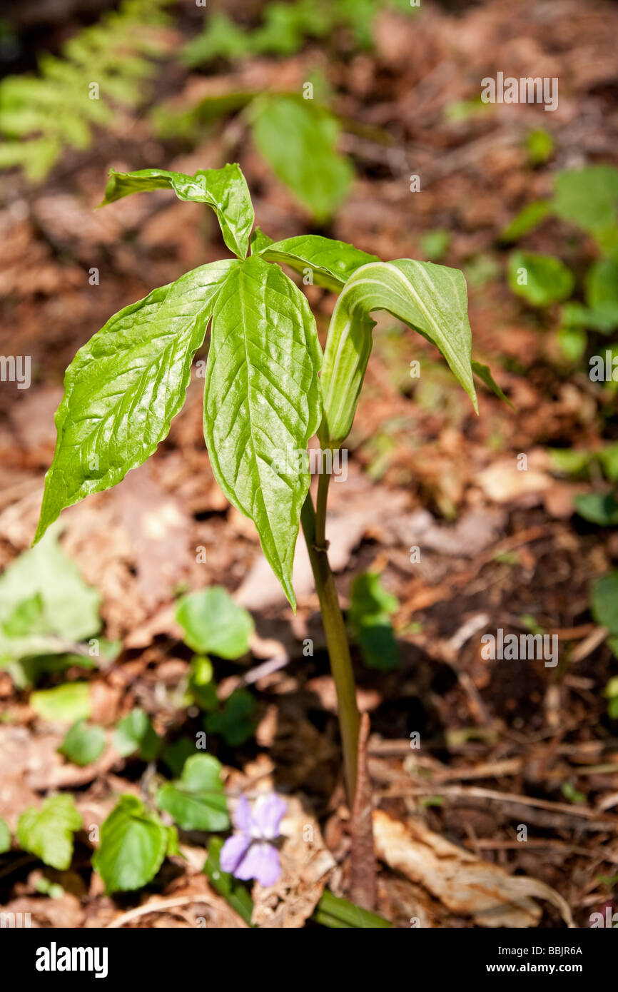 Arisaema Japonica in Togakushi forest, Japan Stock Photo