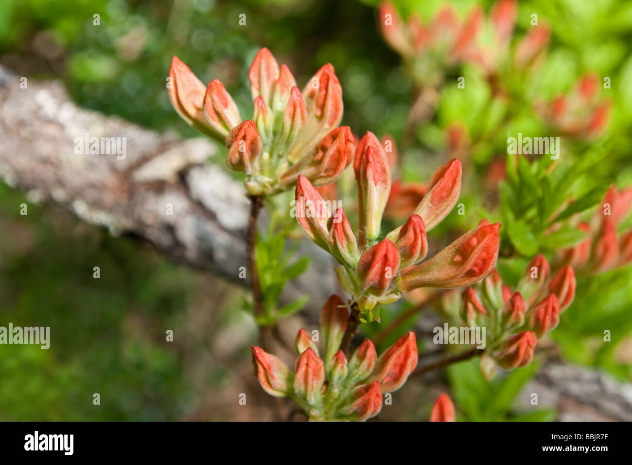 Spring buds of Rhododendron Japonicum, Togakushi, Nagano Prefecture, Japan Stock Photo
