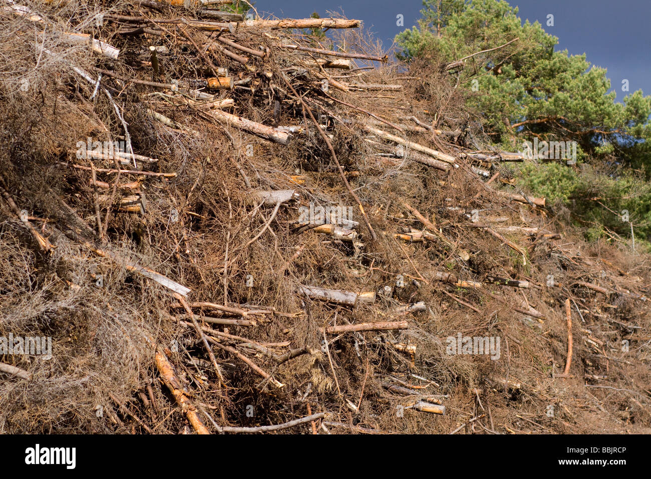 Wood,tree branch for recycling Stock Photo Alamy