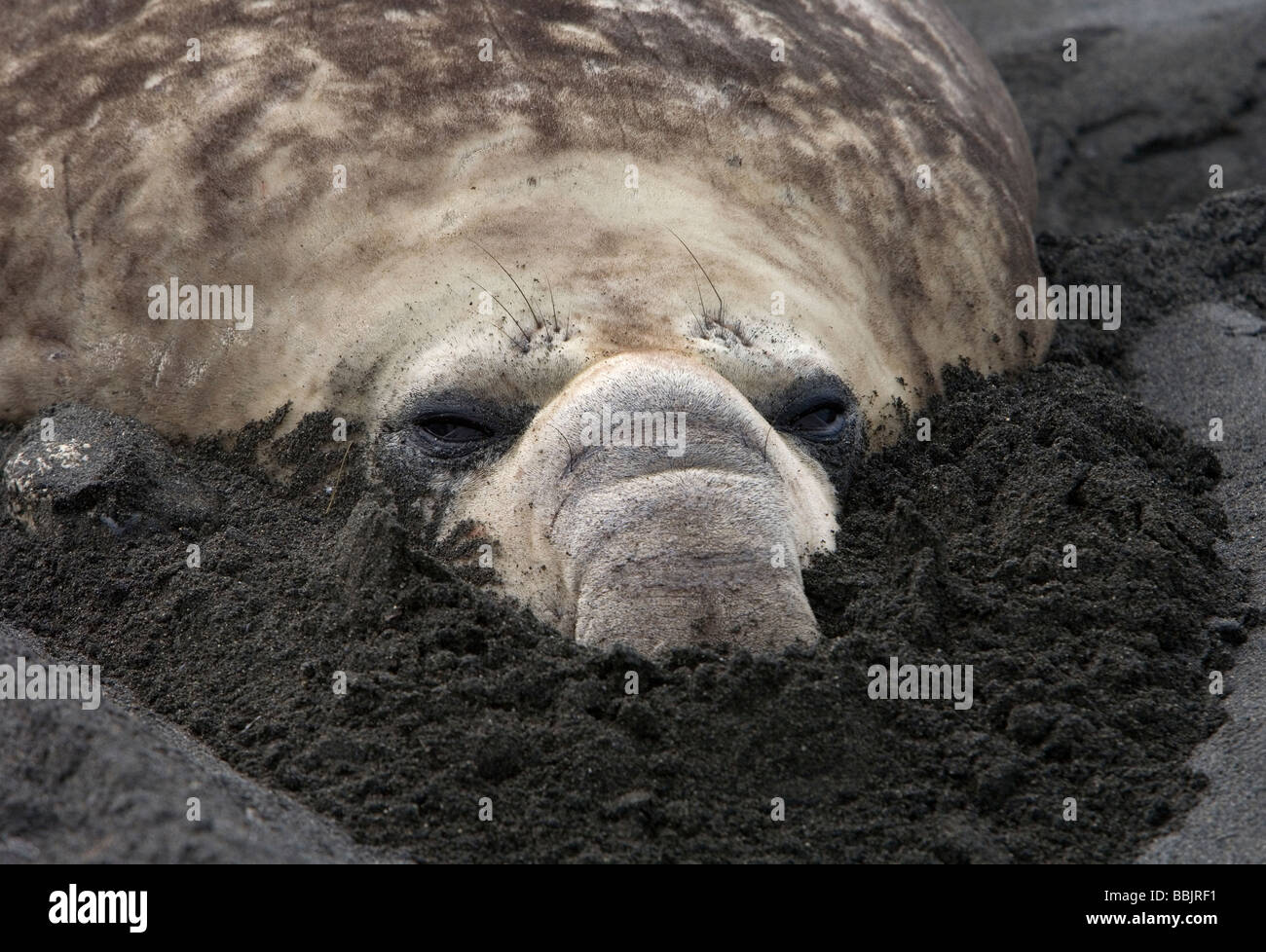 Southern Elephant Seal (Mirounga leonina) with snout dug into sand, Gold Harbor, South Georgia Island Stock Photo