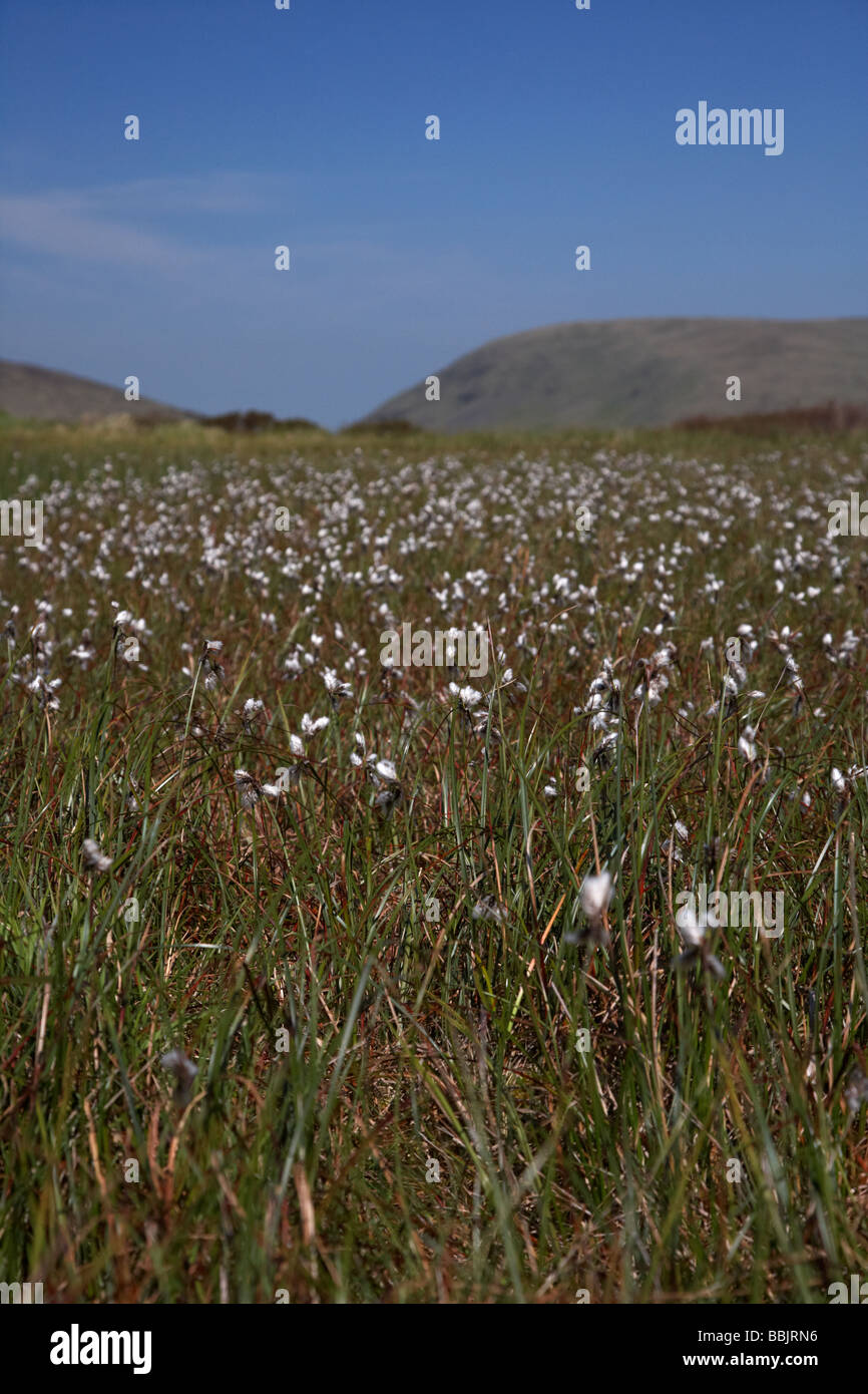 common cottongrass Eriophorum angustifolium vaginatum bog cotton