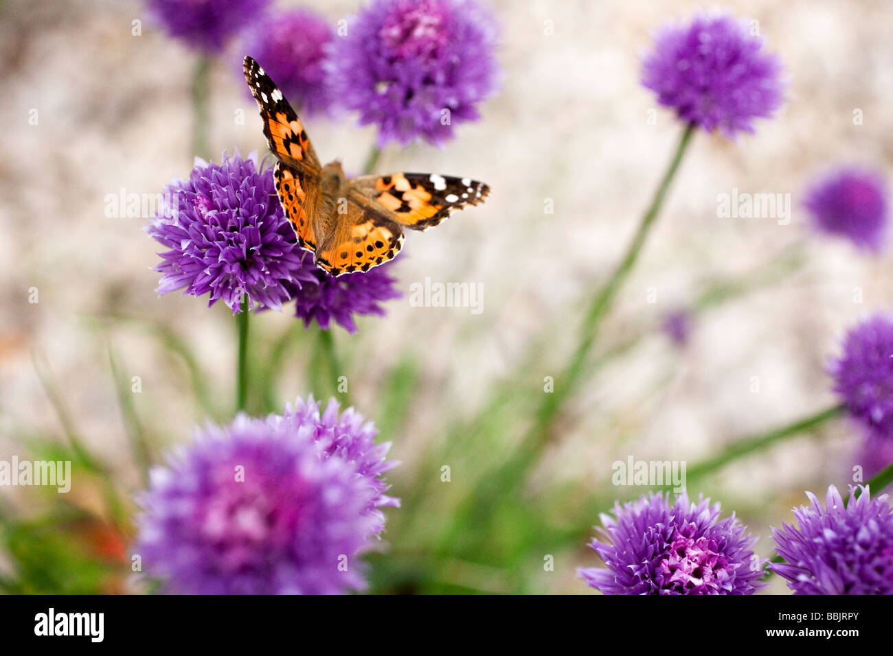 painted lady butterfly Stock Photo