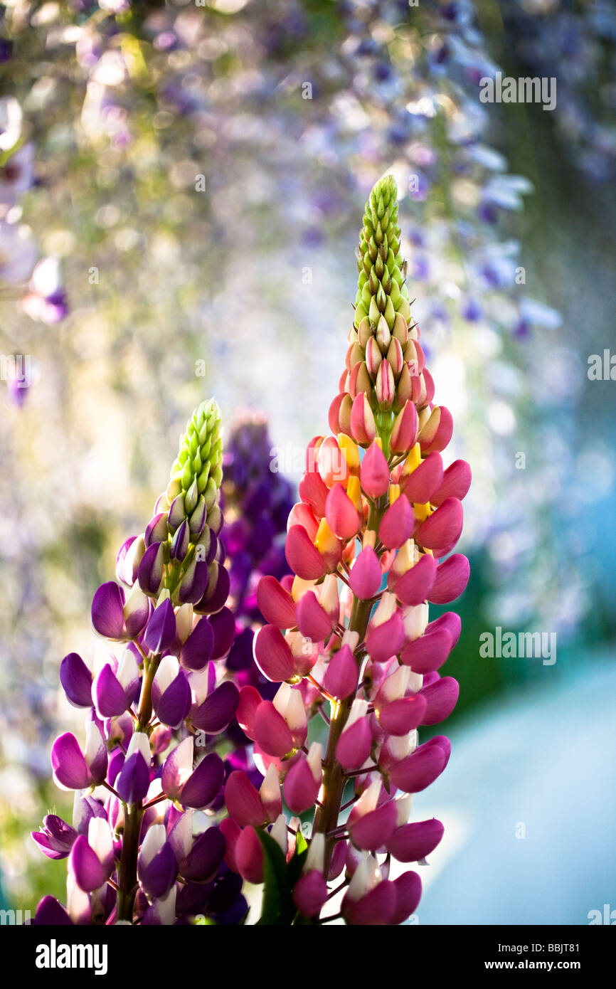 lupin flowers Stock Photo