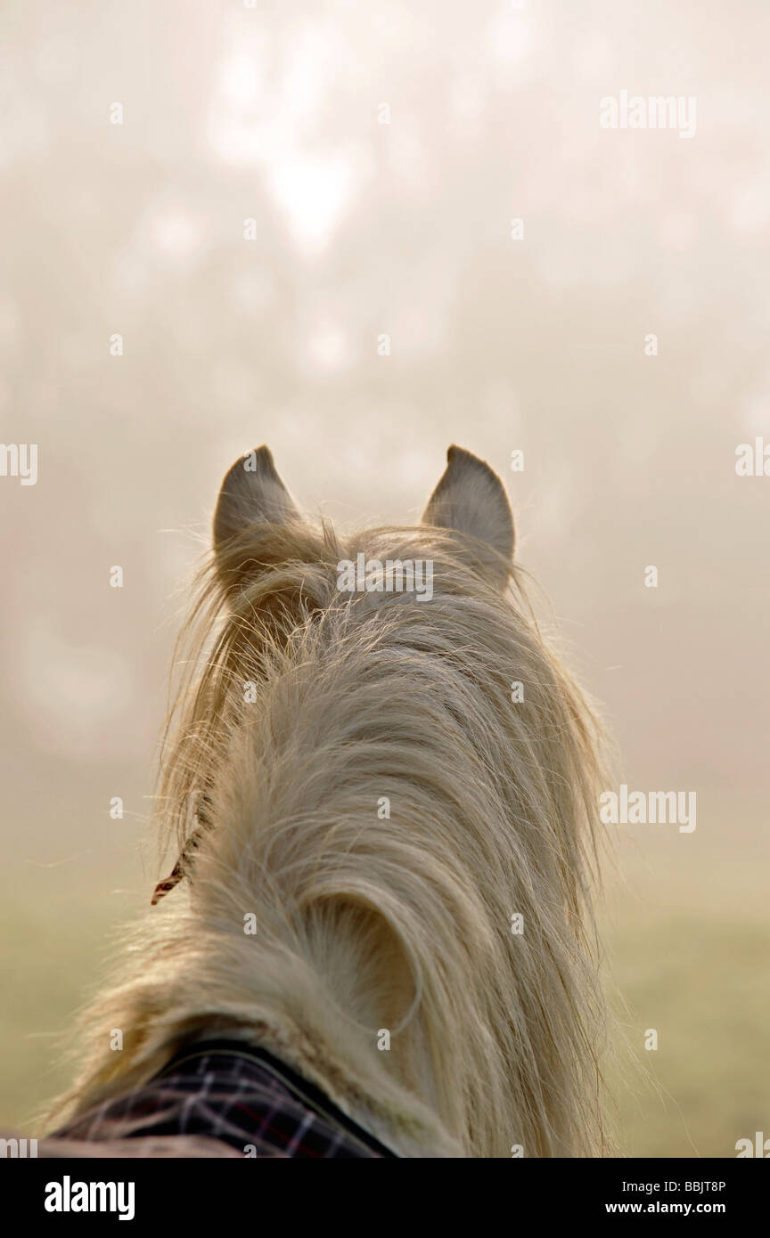 Palomino horse in mist on a summer morning, standing and alert in field, paddock Stock Photo