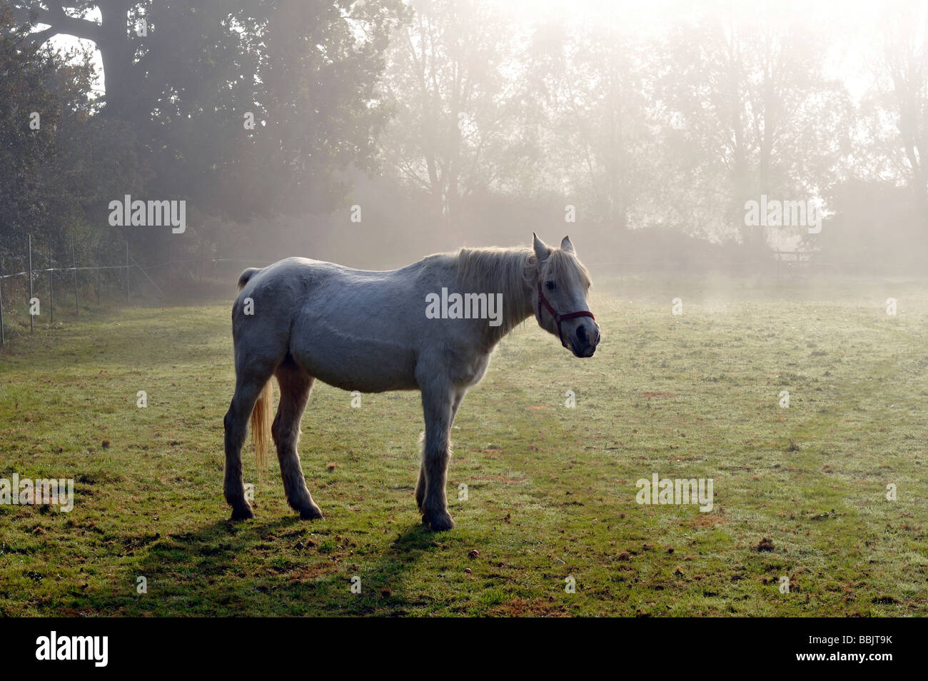 Palomino horse in mist on a summer morning, standing and alert in field, paddock Stock Photo