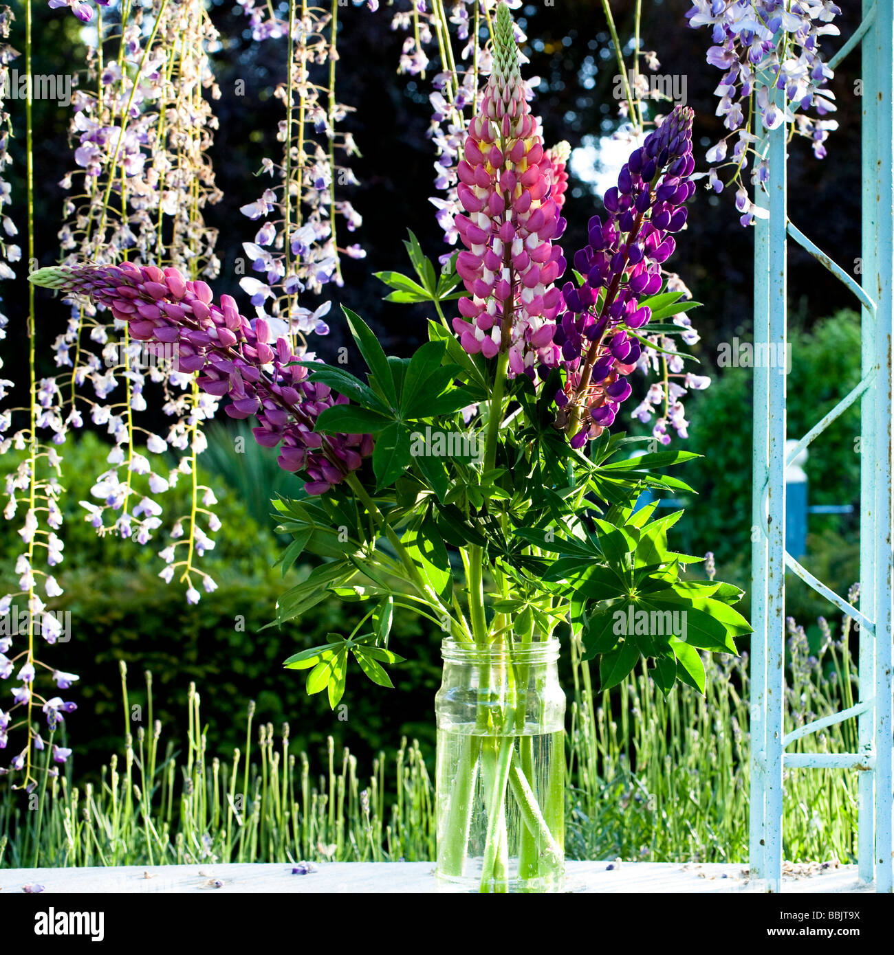 lupins in vase Stock Photo