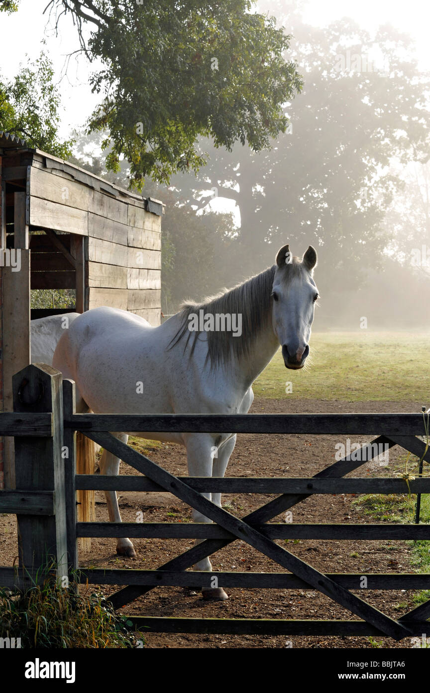 White horse in mist on summer morning, standing and alert put out to