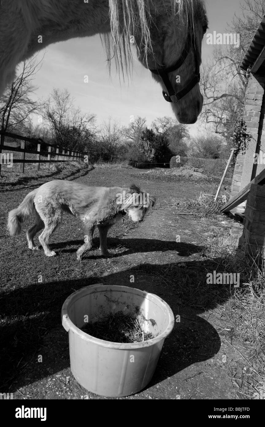 Horse food in bucket High Resolution Stock Photography and Images Alamy