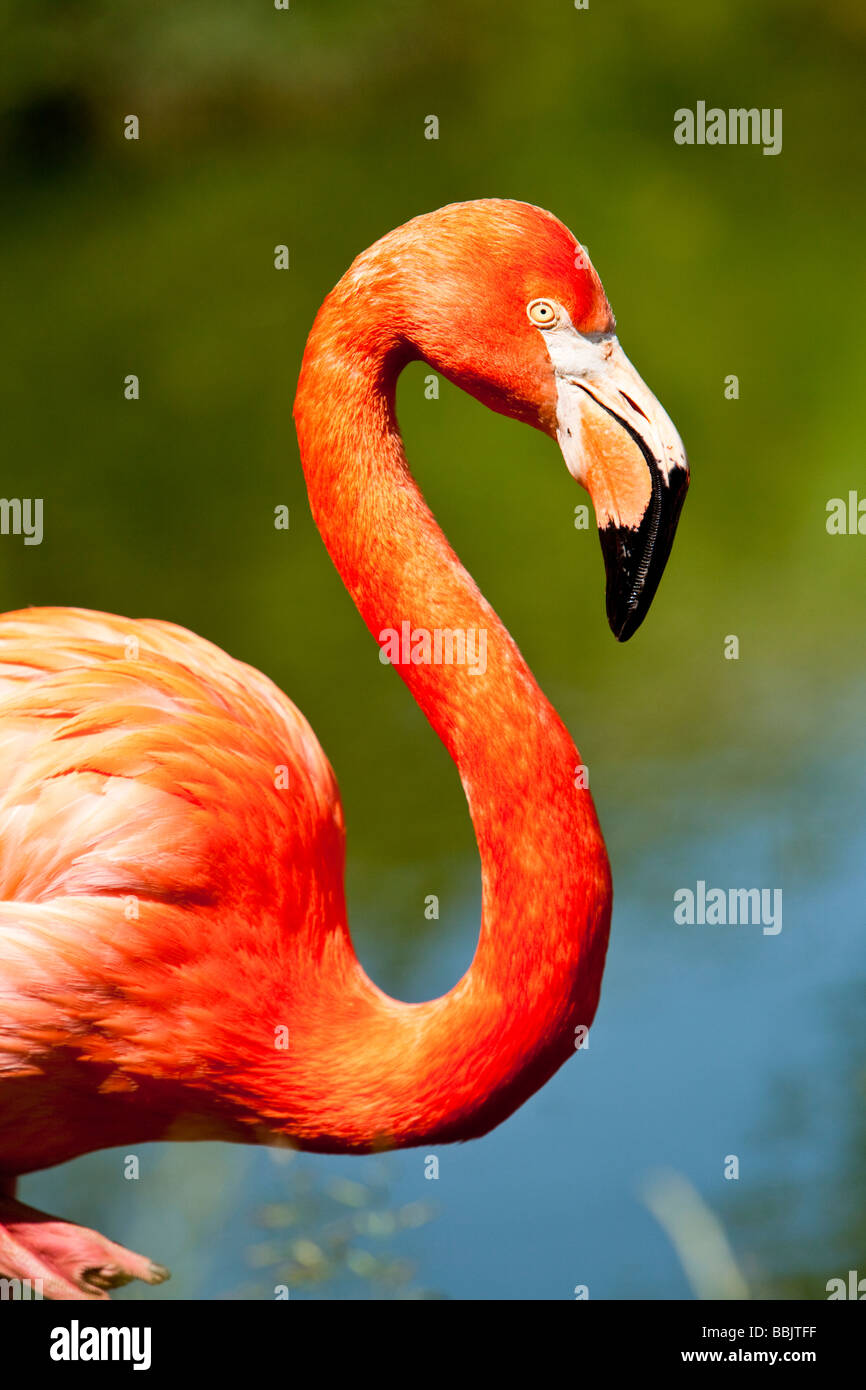 Rosy Flamingo or American Flamingo or Caribbean Flamingo ( Phoenicopterus ruber ) Stock Photo