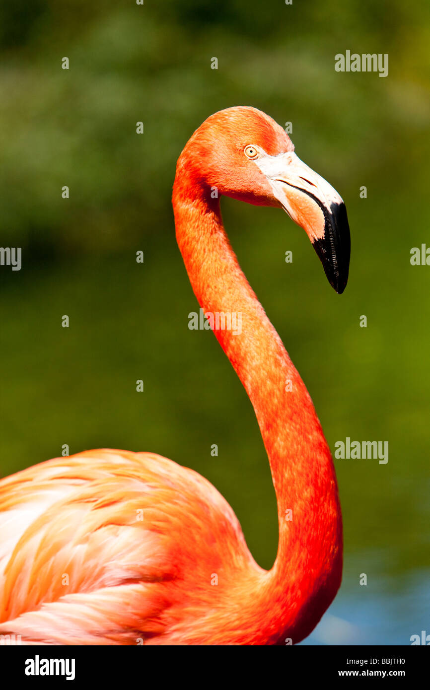Rosy Flamengo or American Flamingo or Caribbean Flamingo ( Phoenicopterus ruber ) Stock Photo