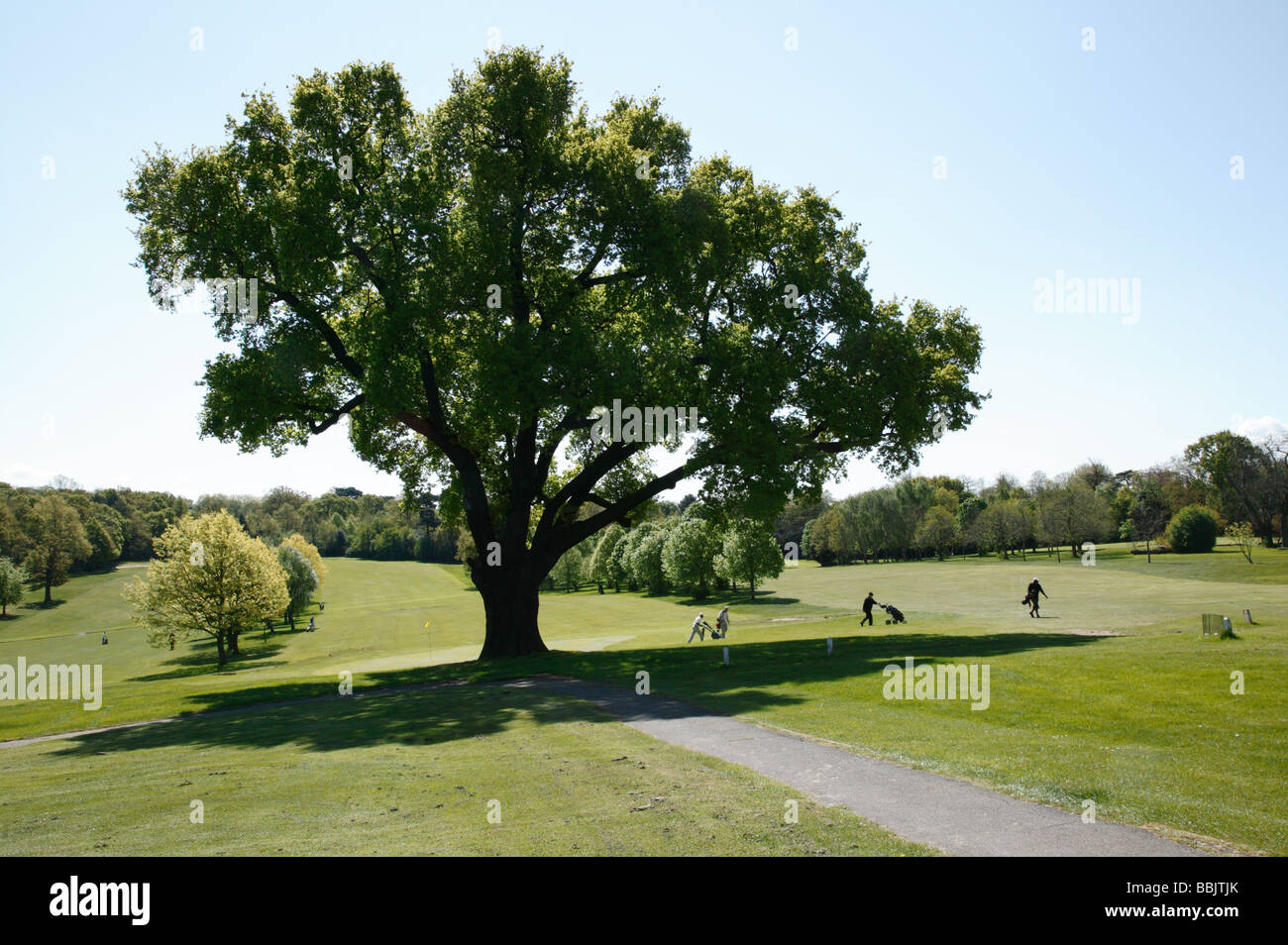 Turkey oak tree hi-res stock photography and images - Alamy