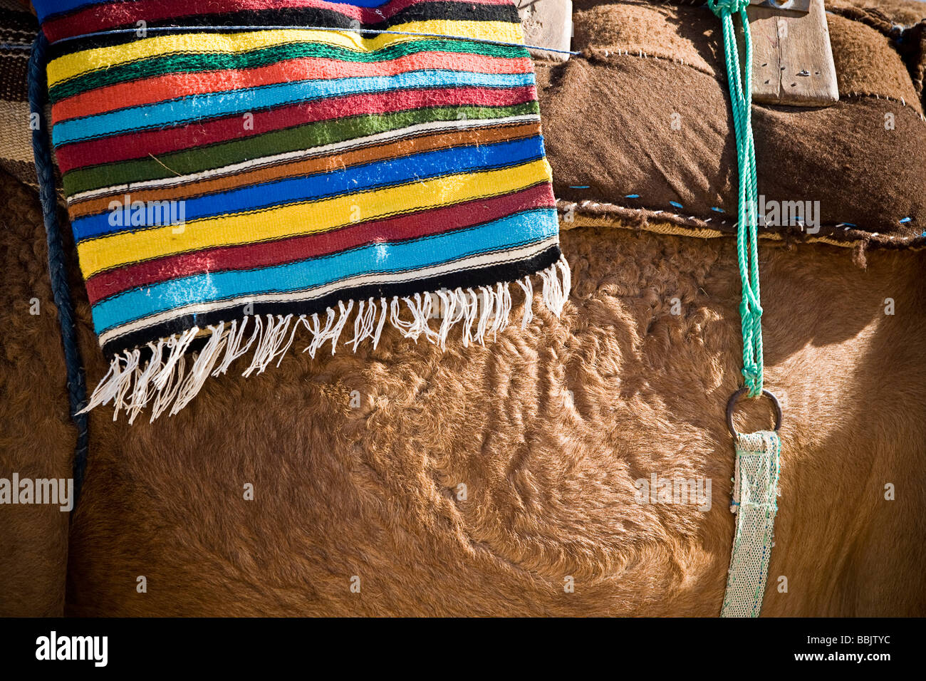 Camel Saddle High Resolution Stock Photography And Images Alamy
