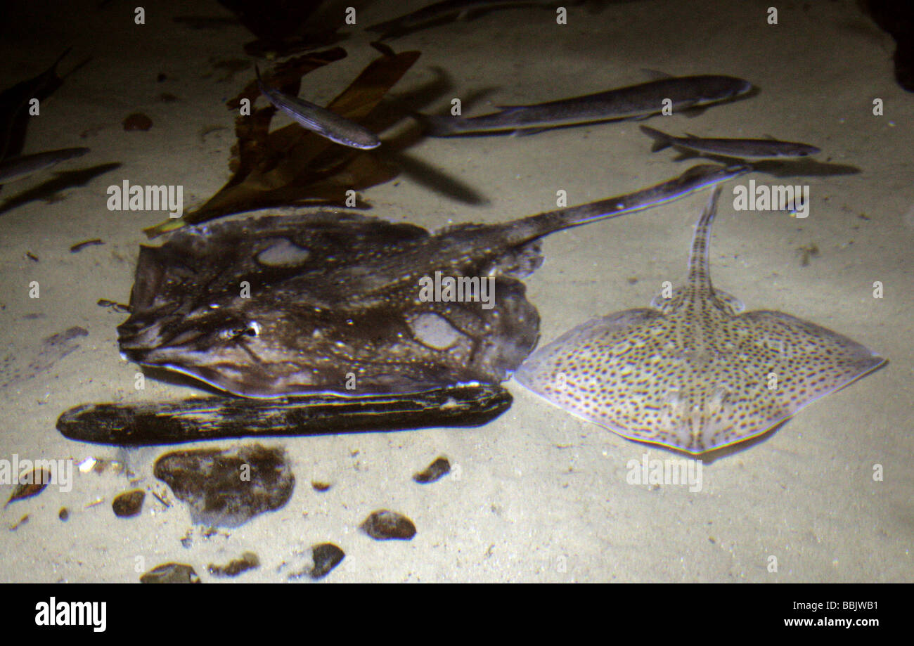Common Ray Fish Stock Photo