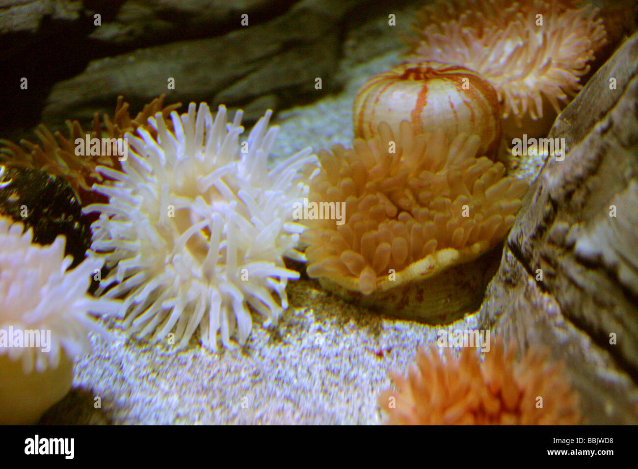 Sea Anemones, Actiniaria Stock Photo