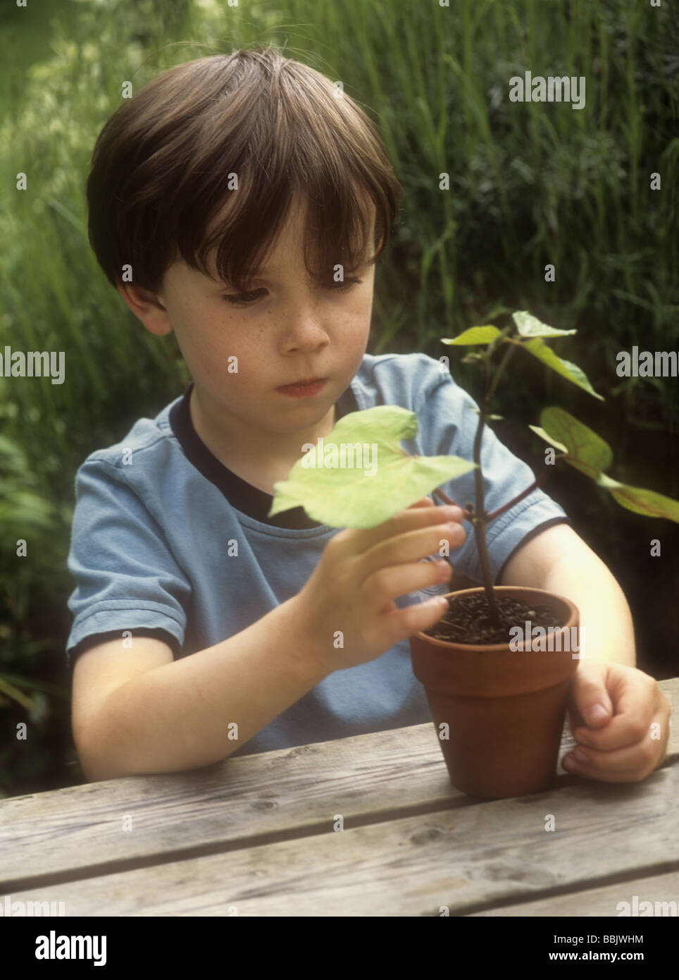 Growing bean for kids hi-res stock photography and images - Alamy