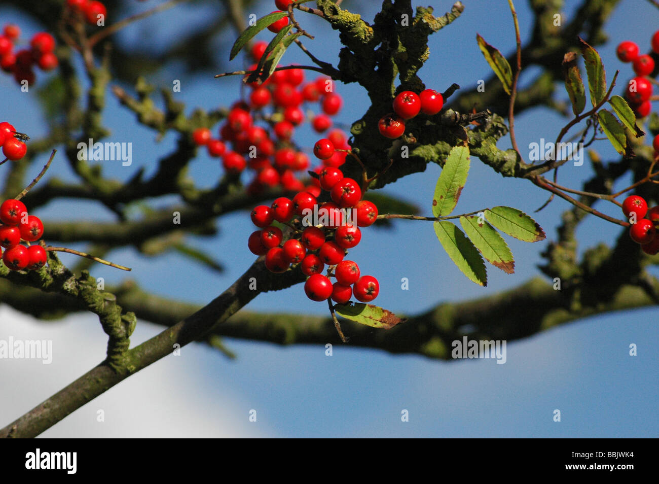 Blue berries red leaves hi-res stock photography and images - Alamy