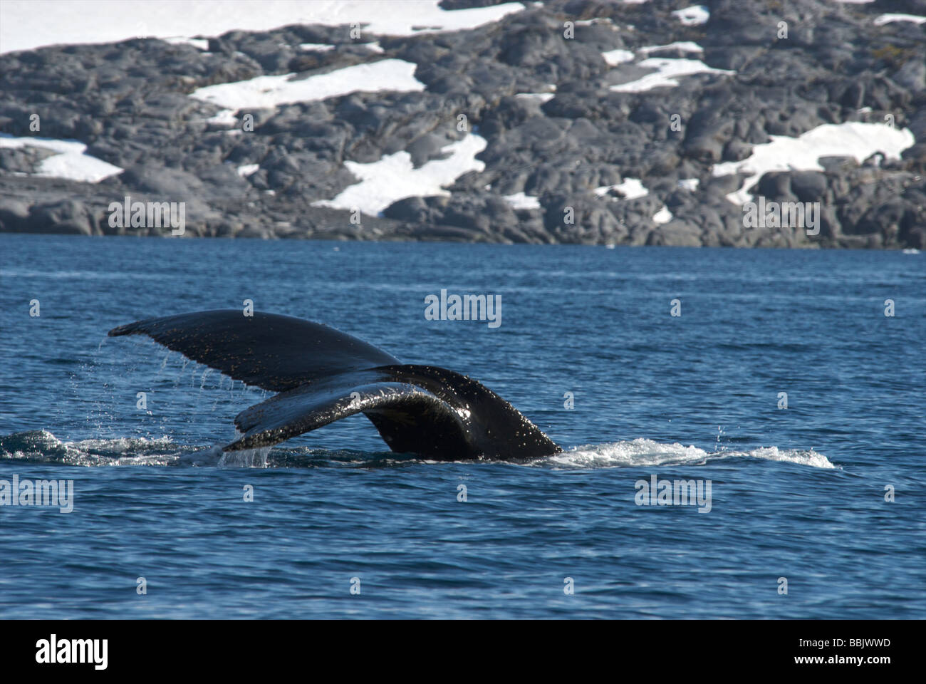 Signature Tail of a Humpback Whale Stock Photo