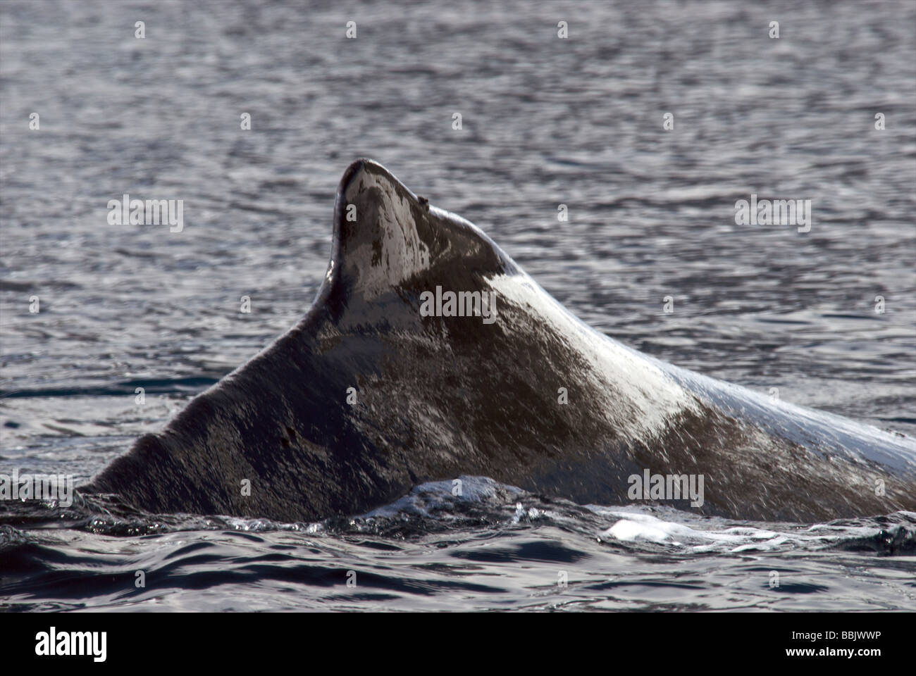 'Hump' of a Humpback Whale Stock Photo