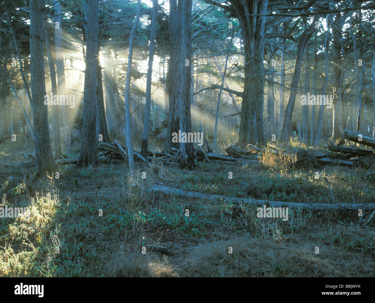 Morning rays light up a grove of cypress trees in Pebble Beach, California. Stock Photo