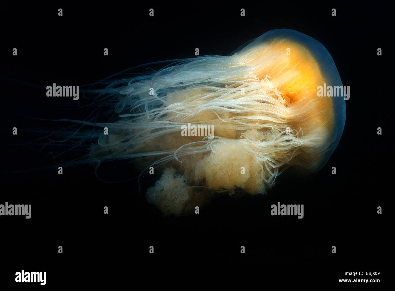 Egg Yolk Jelly Monterey Bay, California Stock Photo Alamy