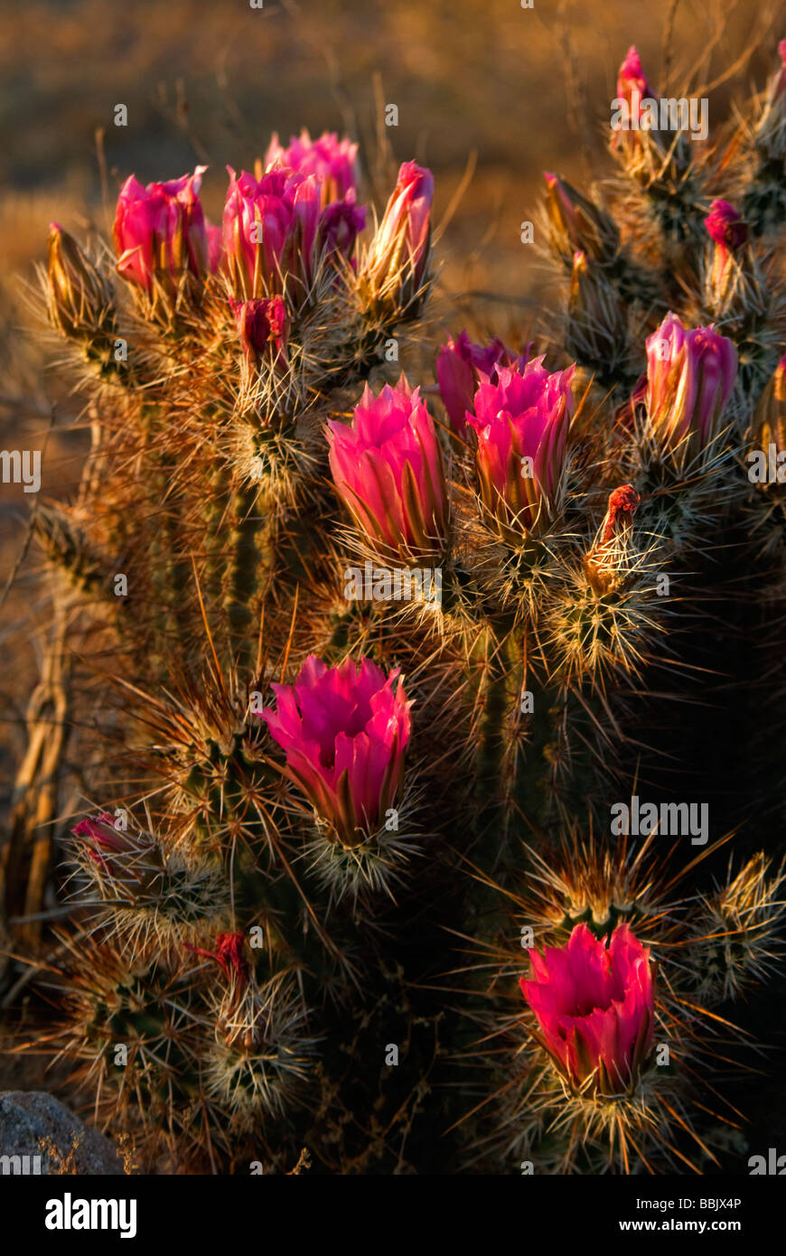 USA Arizona Picacho Cactus in bloom Picacho Peak State Park Stock Photo