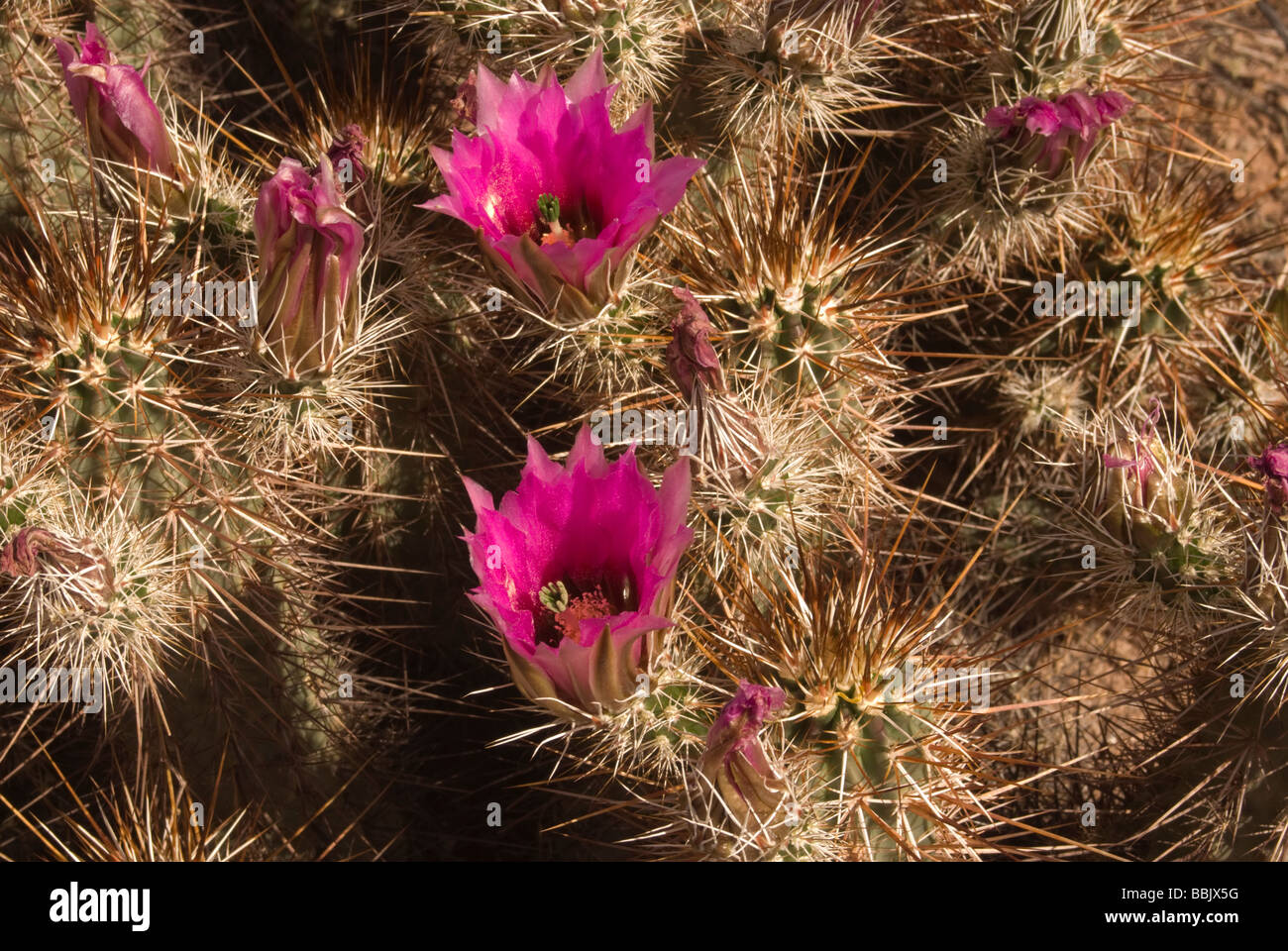 USA Arizona Picacho Cactus in bloom Picacho Peak State Park Stock Photo