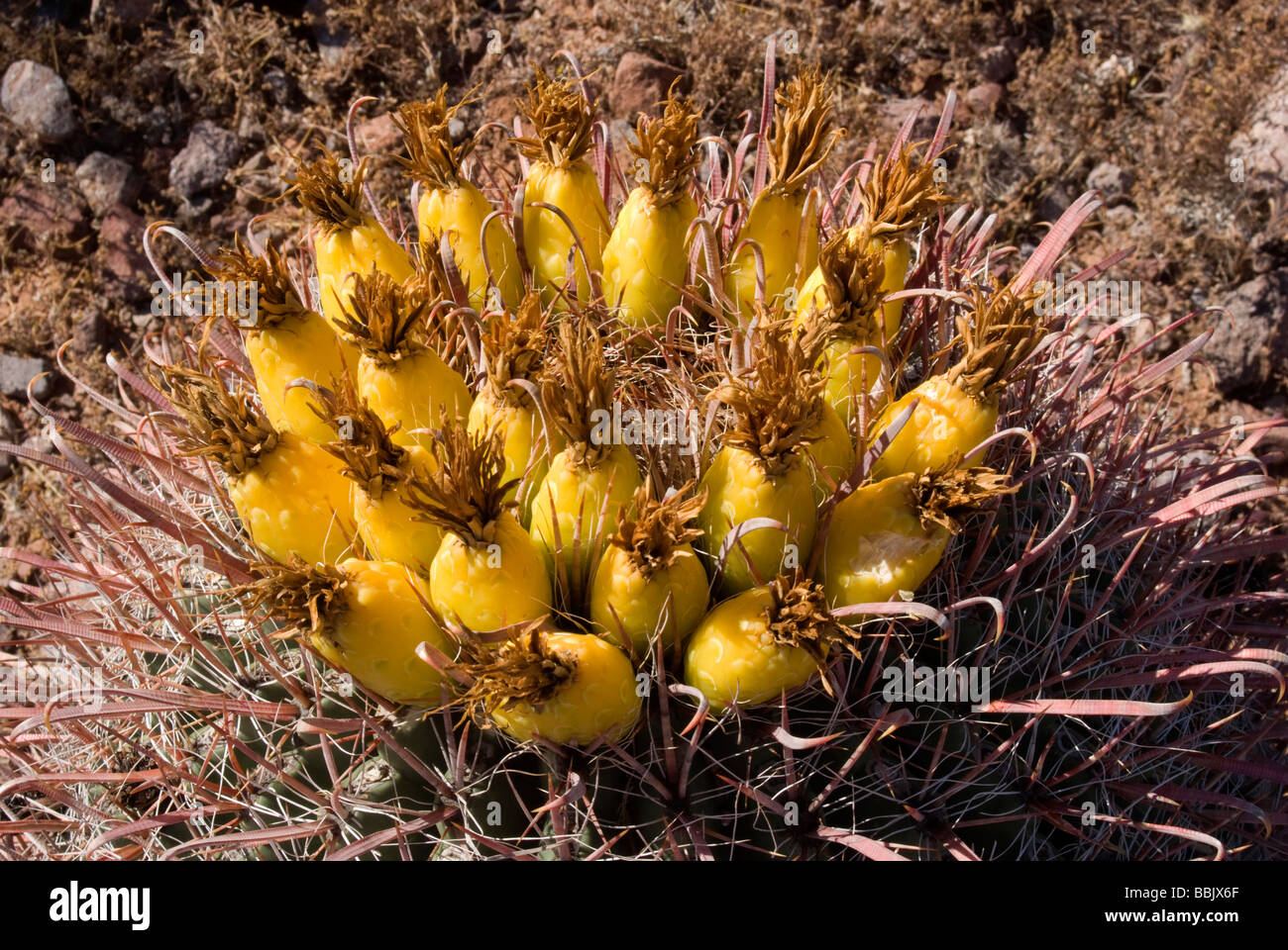 USA Arizona Picacho Button hook Cactus flowers in bloom Picacho Peak State Park Stock Photo