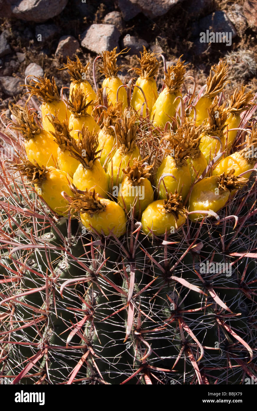 USA Arizona Picacho Button hook Cactus flowers in bloom Picacho Peak State Park Stock Photo