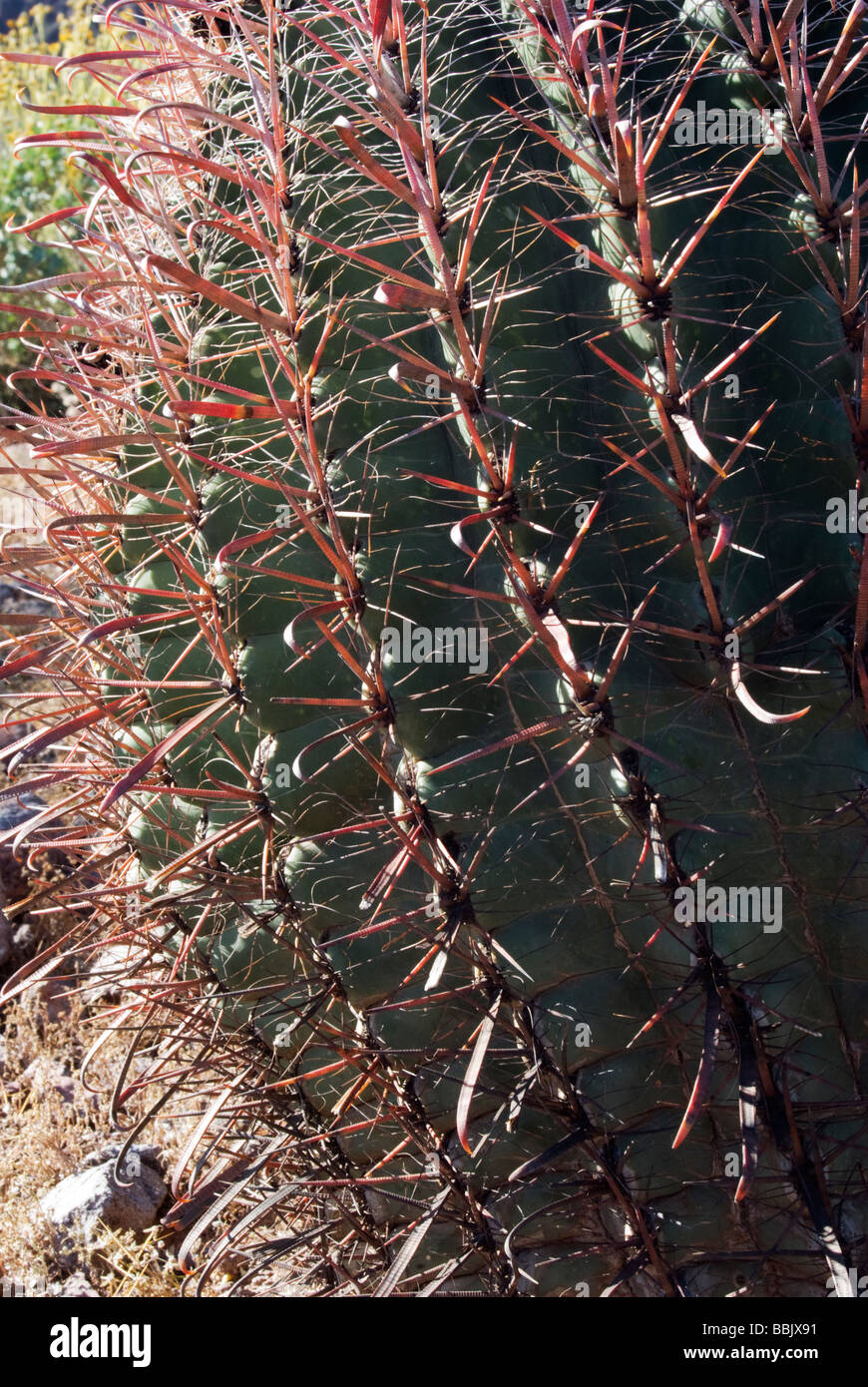 USA Arizona Picacho Button hook Cactus Picacho Peak State Park Stock Photo