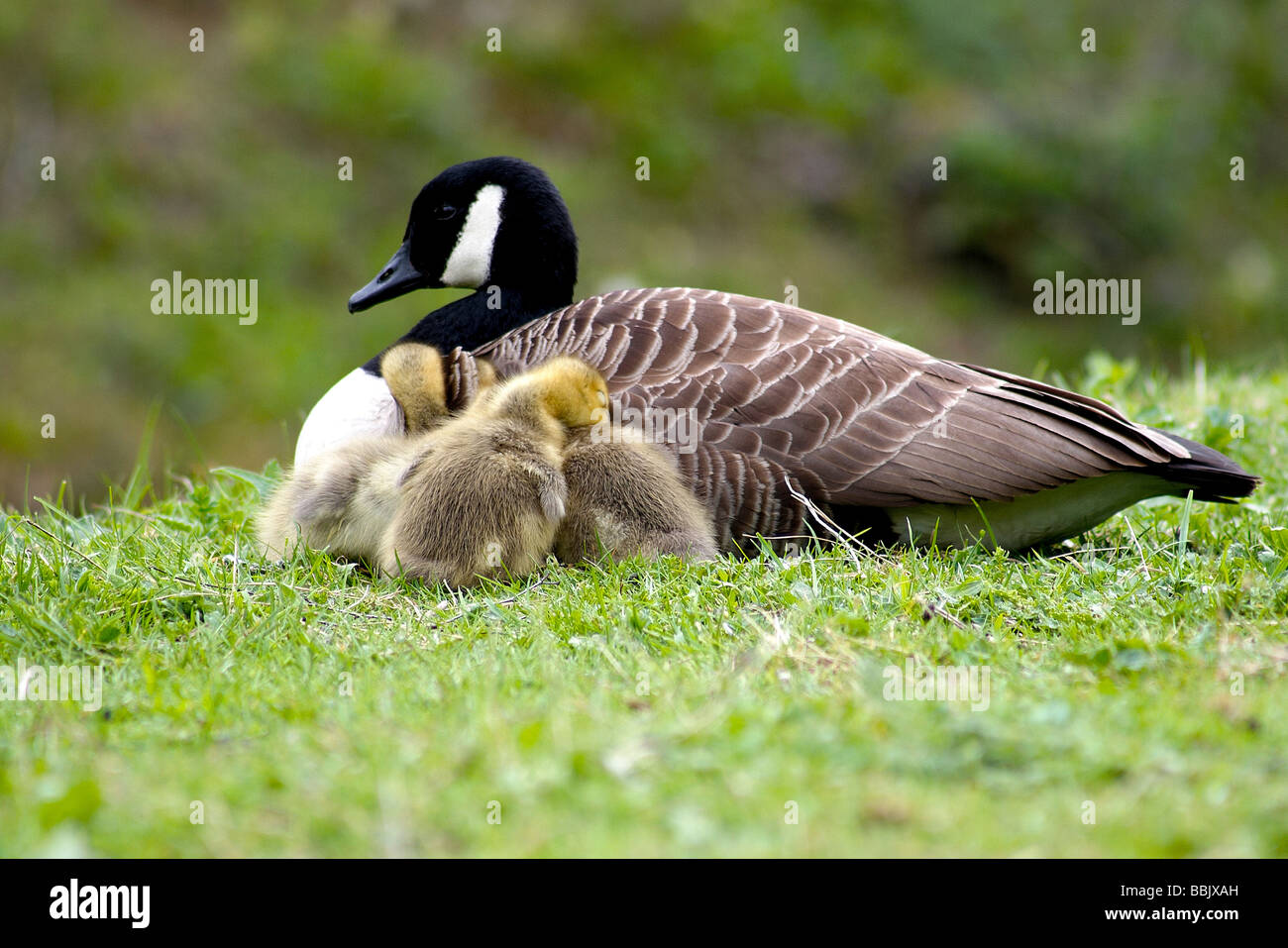 Canada goose with family of goslings Stock Photo - Alamy