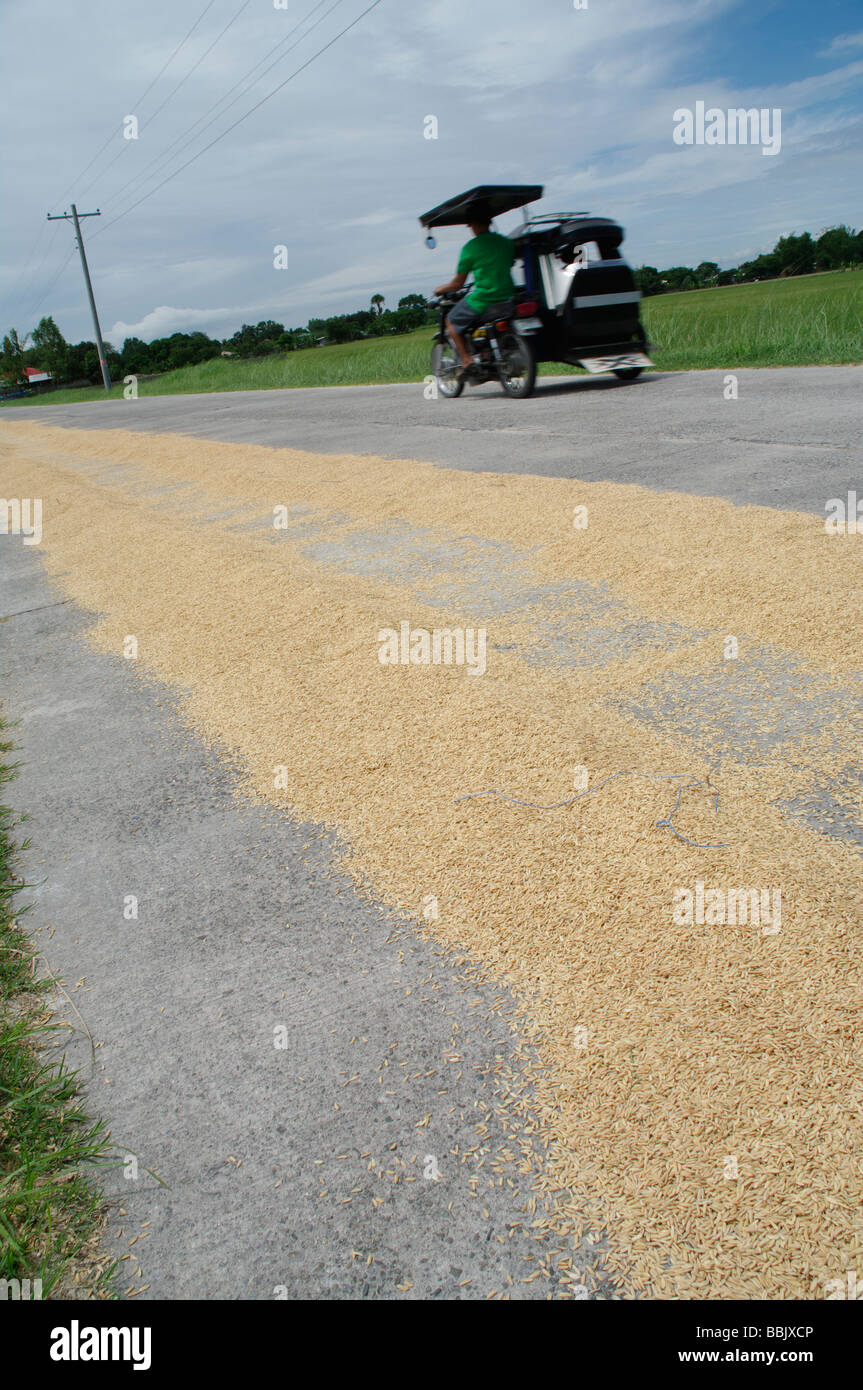 A tricycle passes rice drying in the road, Nueva Ecija, North Luzon, Philippines Stock Photo
