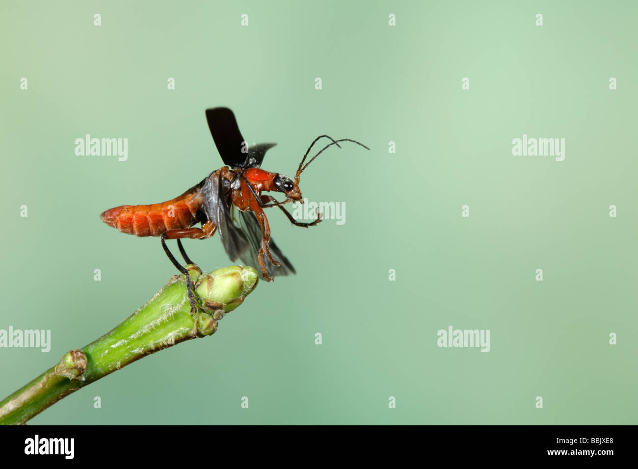 Cantharis rustica in flight Sailor Beetle Stock Photo