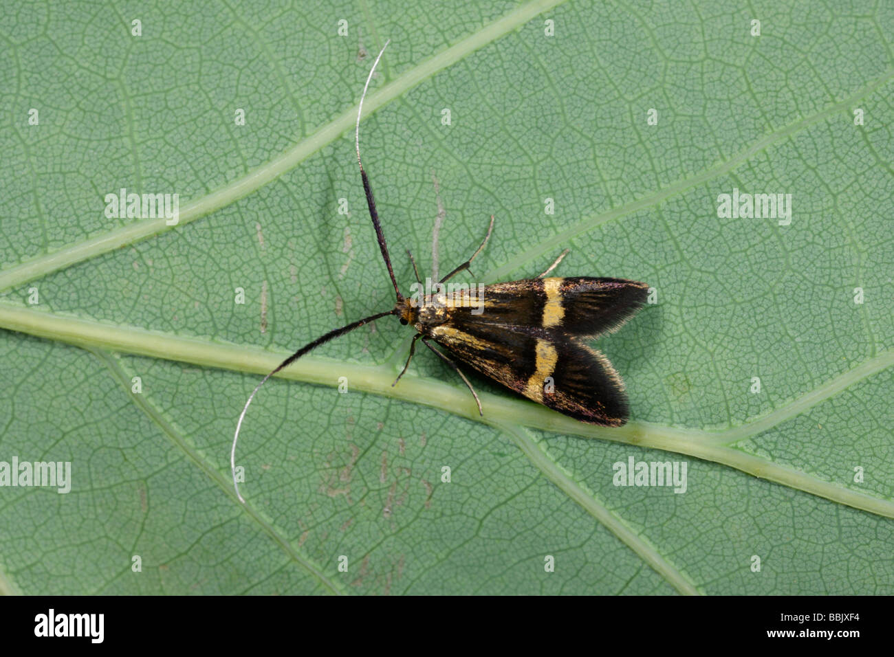 Femail Longhorn Moth Nemophora degeerella Stock Photo