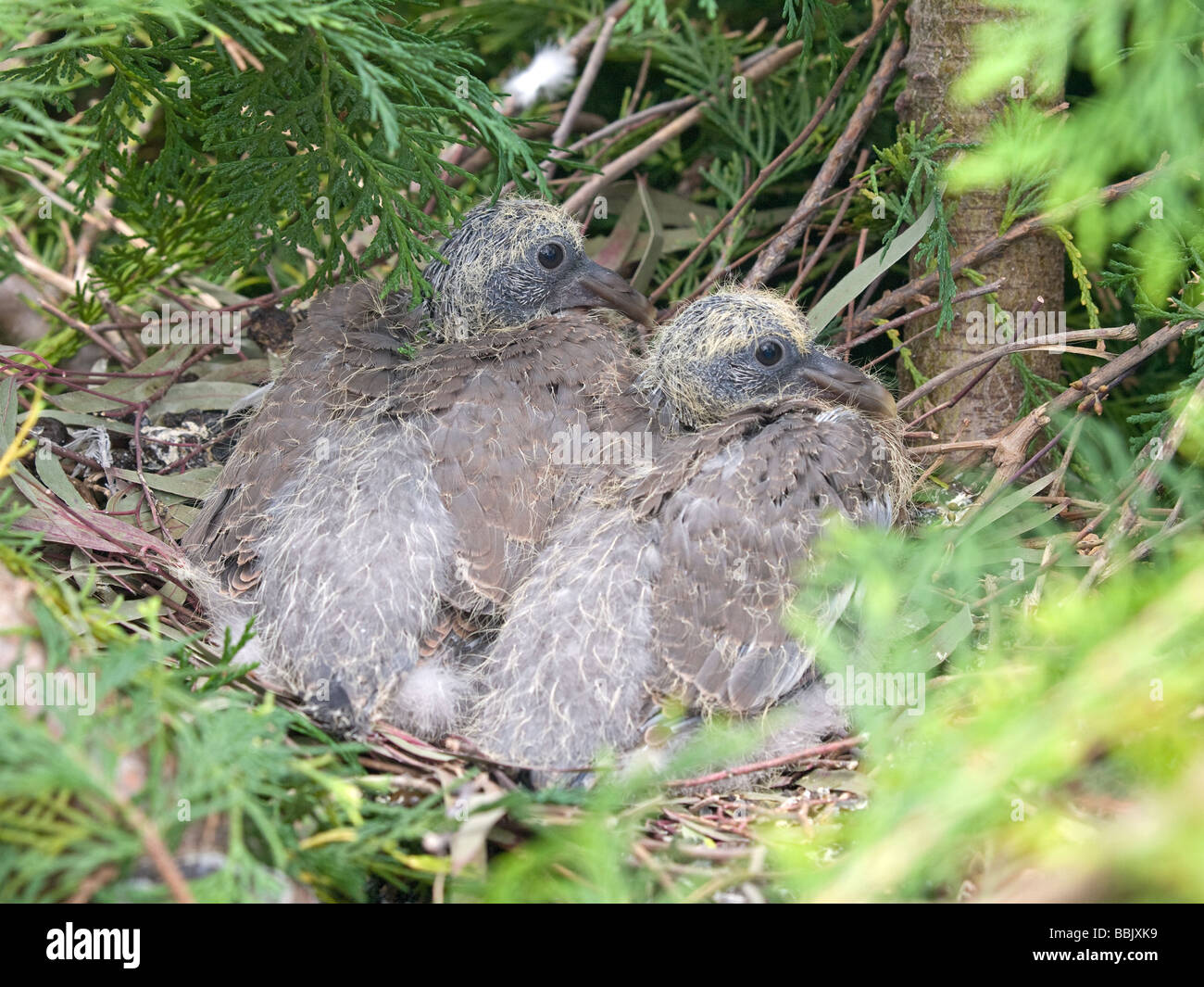 Wood Pigeon Nest High Resolution Stock Photography And Images Alamy