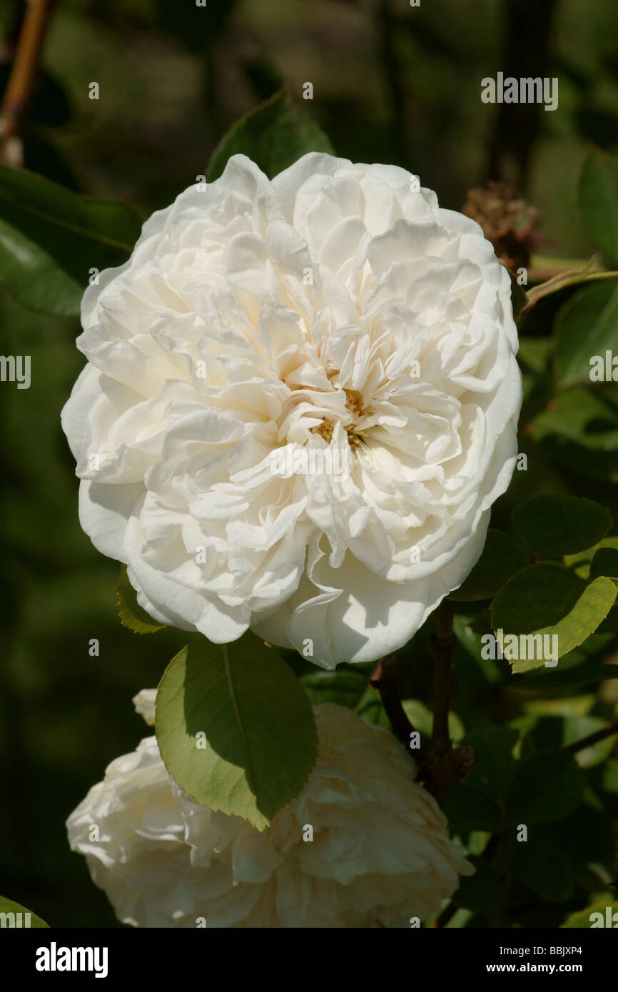 Rose;'Sombreuil';Tea Rose; Introduced by Robert in 1851; Stock Photo