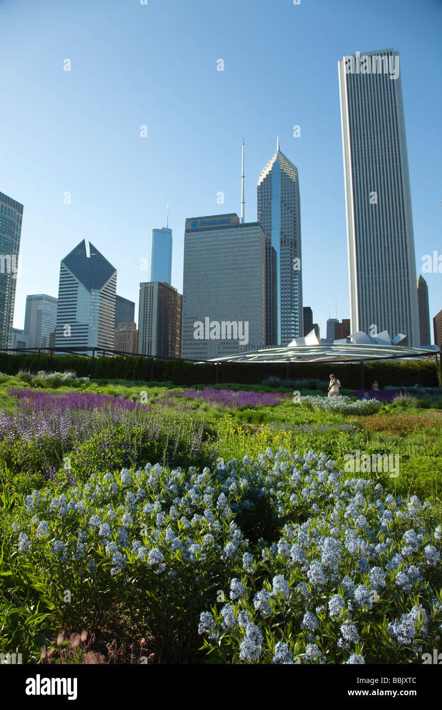 CHICAGO Illinois Native prairie plants blooming in Lurie Garden in Millennium Park with city skyline Stock Photo