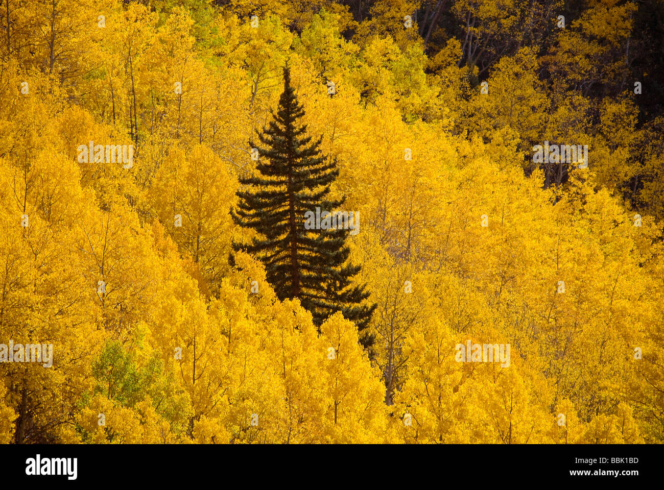 Lonesome pine tree hidden in Aspen grove Stock Photo Alamy
