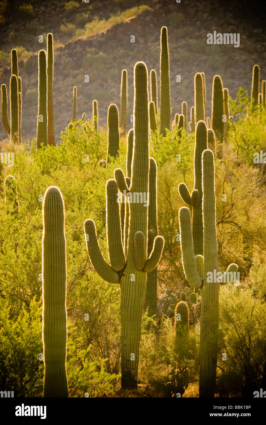 Arizona cactus hires stock photography and images Alamy