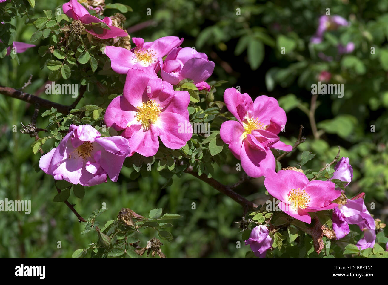 Rosa;Modern Shrub;'Marguerite Hilling'; Introduced by Hilling in1959;Sport of the rose Nevada; Stock Photo