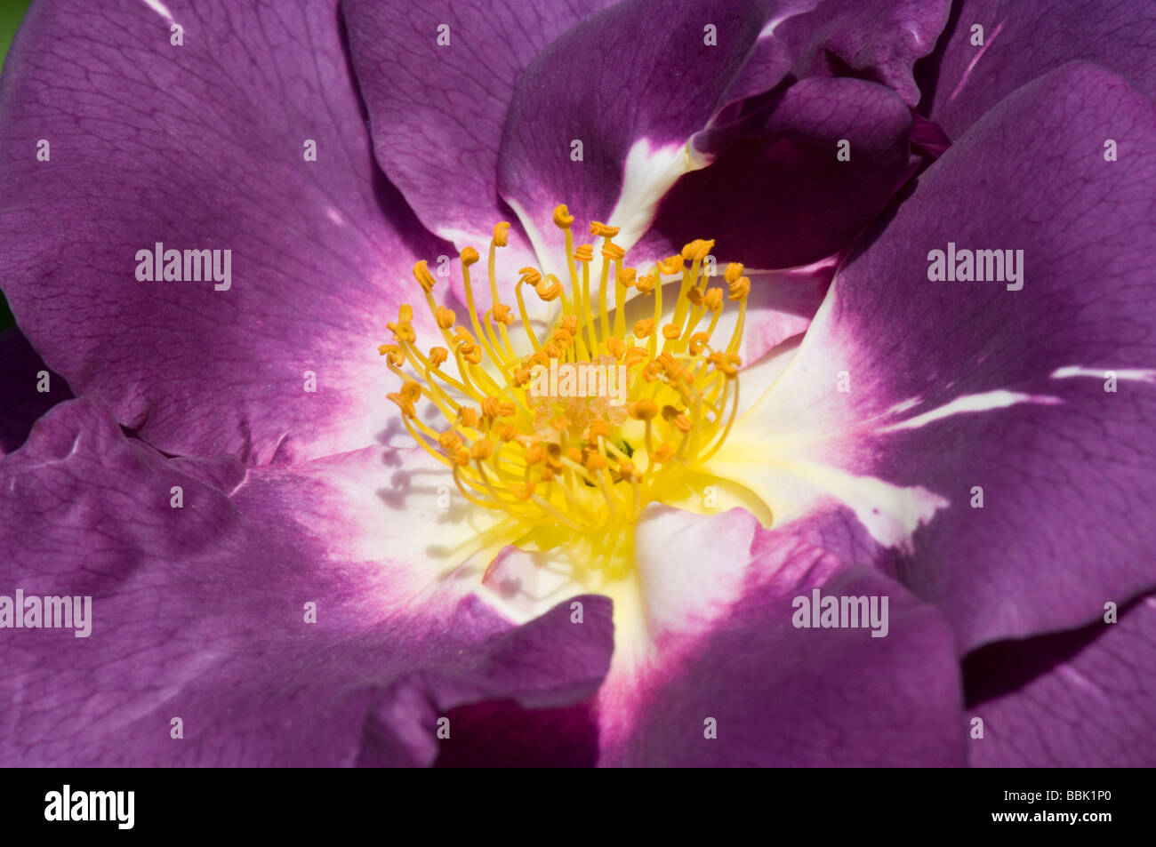Rhapsody In Blue Rose High Resolution Stock Photography and Images - Alamy