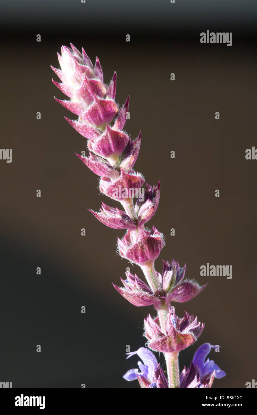 Salvia nemorosa Wild Sage Stock Photo
